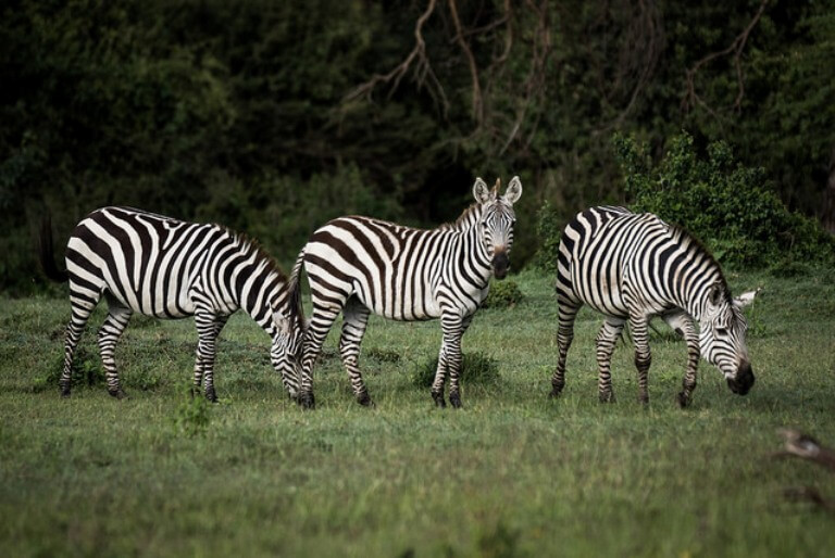 safari-kenya-zebra-graes