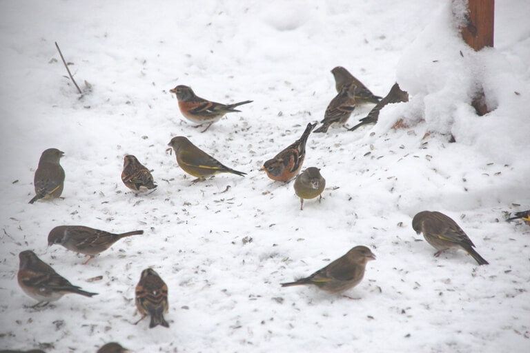 fugle-vinter-fodring-sne