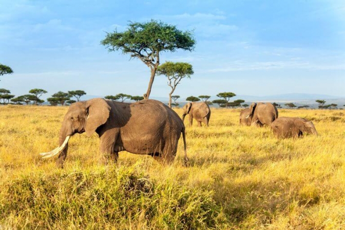 Kenya har et rigt dyreliv og en storslået natur. Det tiltrækker danske turister i tusindvis.
