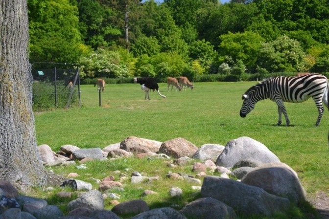Knuthenborg Safaripark har dyr fra hele verden i den smukke park.