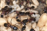 Den sorte havemyrer er almindelig, og mange husejere har svært ved at få den bekæmpet.