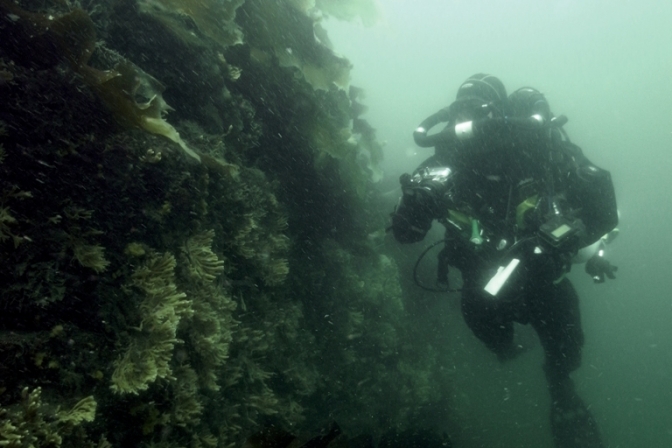 Lillebælt er kendt som et dykkerparadis, og nu beriges bæltet med to nye stenrev.