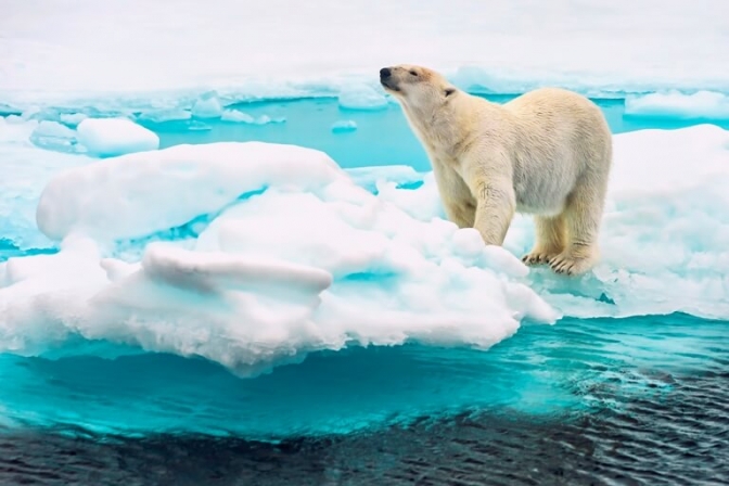 Svalbard er storslået natur og stolte dyr som denne isbjørn.