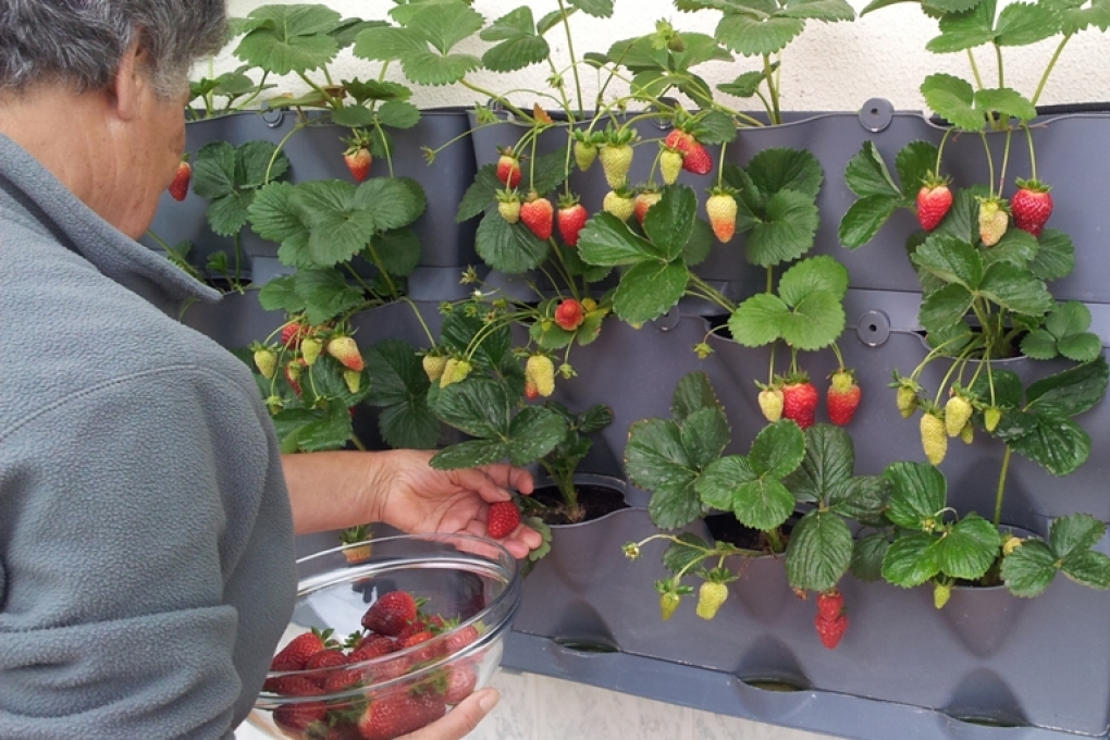 Krydderurter og blomster vi vil have minihaver Altan urter