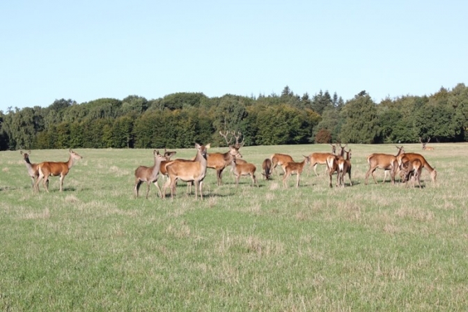 De smukke hjorte på en sommerdag i Hindsgavl Dyrehave. Nu kan nogle af dem købes som lækkert kød.