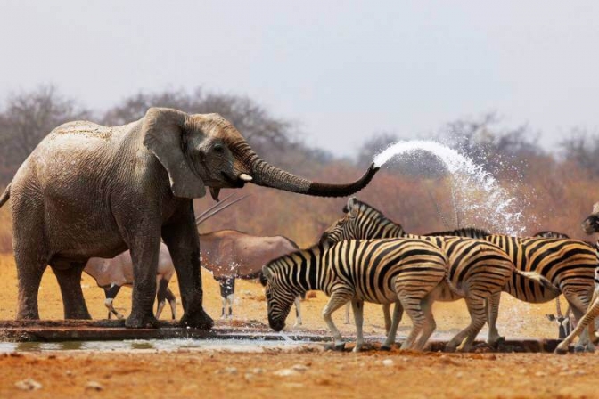 En safari i Afrika giver mulighed for at opleve nogle af de helt store dyr.