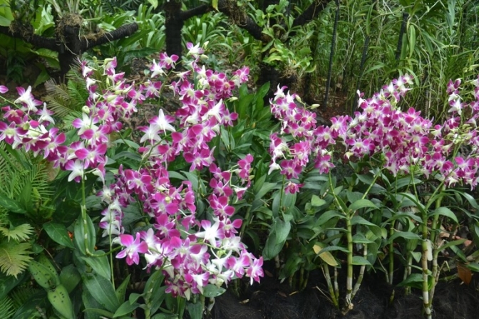 De smukkeste orkidér i verden findes i Singapore.