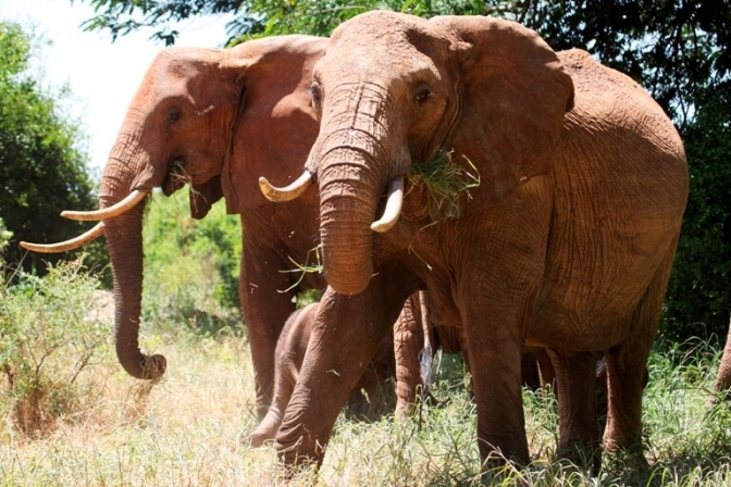 Elafanter på vej midt i Kenyas smukke natur.