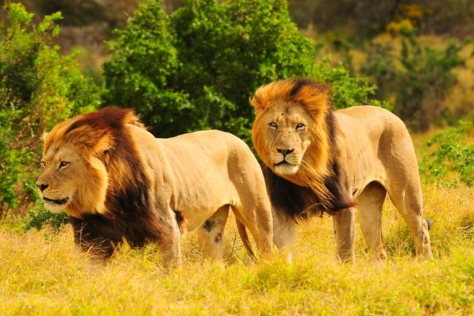 Afrika har store oplevelser og betagende natur. Nu skal flere danskere på ferie blandt løver og skønne landskaber.