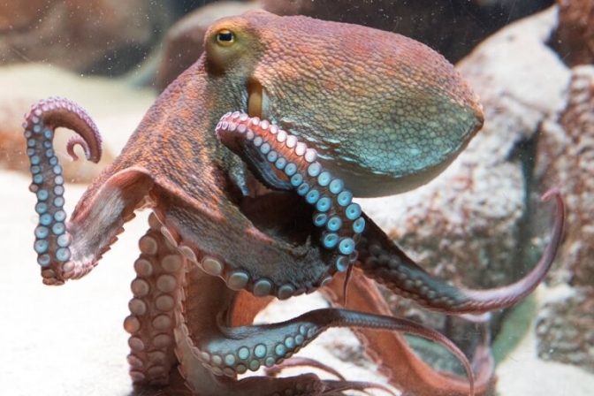 Blæksprutter og andre dyr får mere plads i Mølmøs nyrenoverede akvarium.