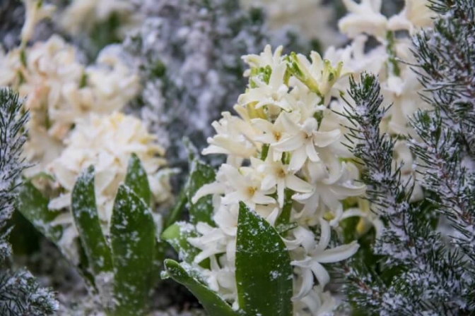 Hyacinter kan sagtes få flere liv, hvis man planter dem ud i haven.