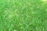 Man kan sagtens lave en græsplæne, der er bedre for allergikere og har mindre et-årig rapsgræs.