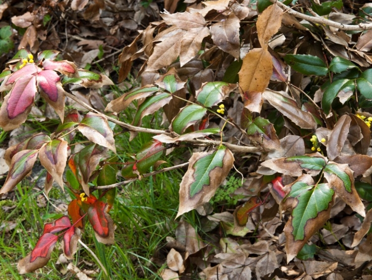 Denne mahoniebusk har haft svært ved at klar vinterkulden. De visne blade skyldes ikke sygdom, men frostskader forårsaget af udtørring.