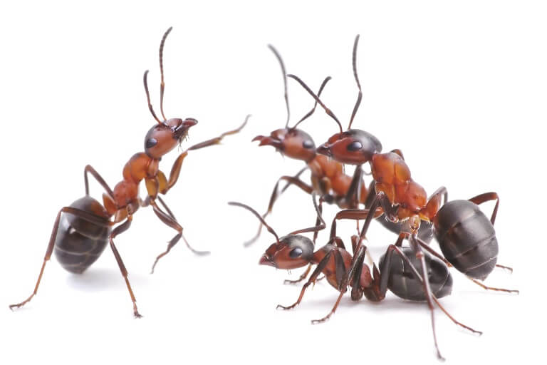 insekter-myrer