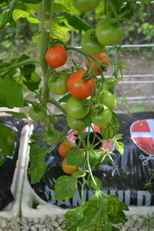 tomater-tomatplante-drivhus