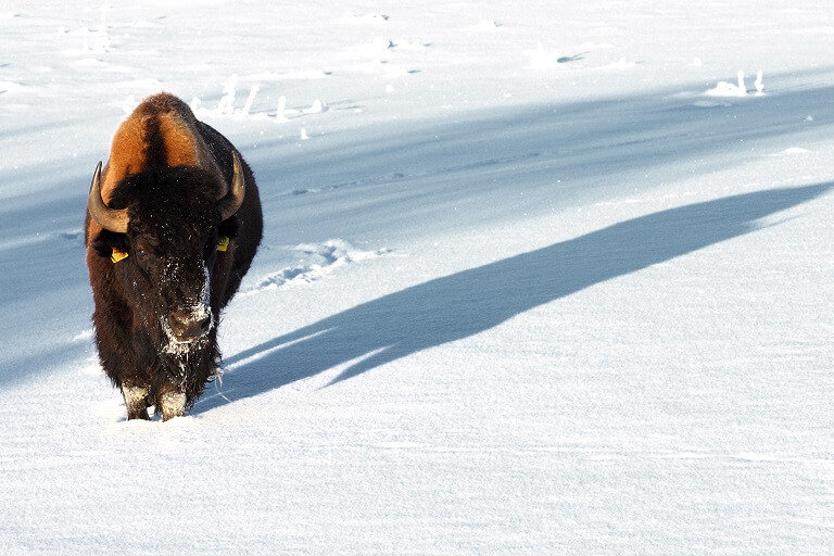 pressbilder-bison