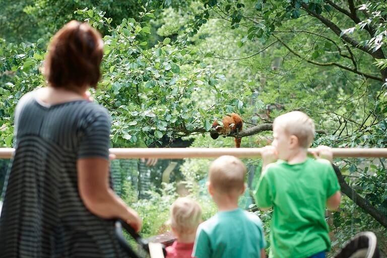 Gæster kigger på panda i Odense ZOO Ard Jongsma