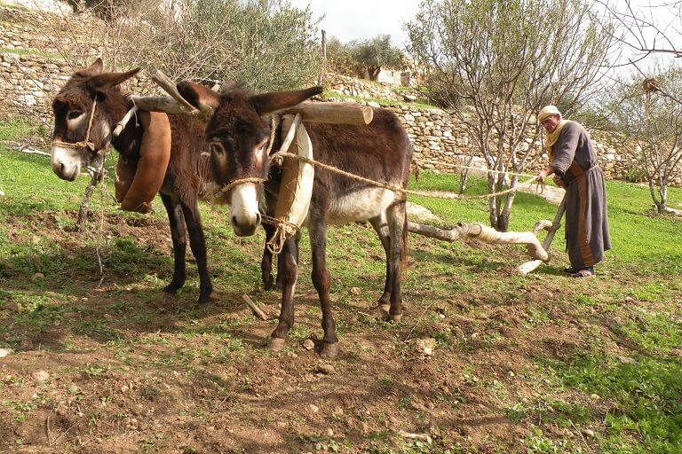 Nazareth Village pløjning 002