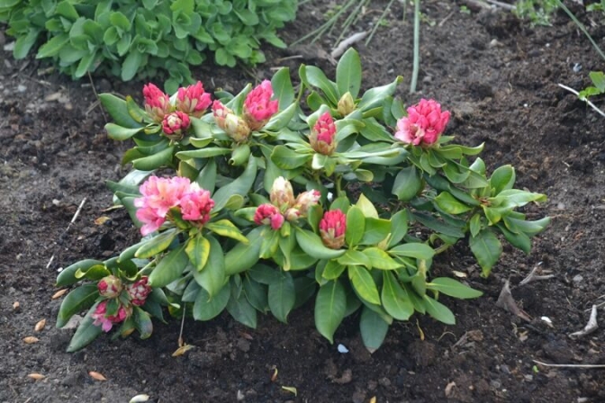Rhododendronen blomster for fuld skrue nu - og haven er den dejligste plet på jorden.