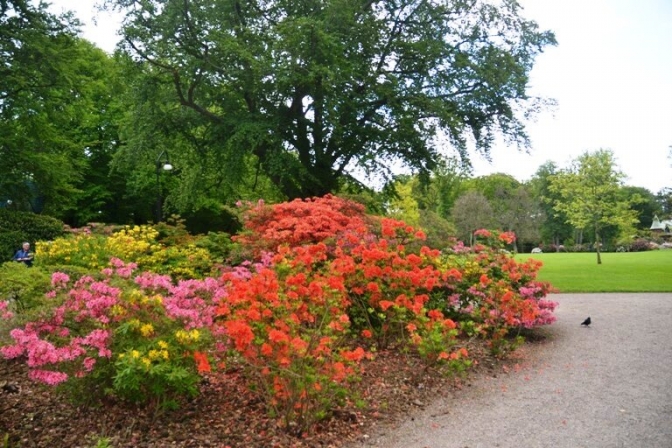 De blomstrende rododendronbuske er fantastisk smukke lige nu.