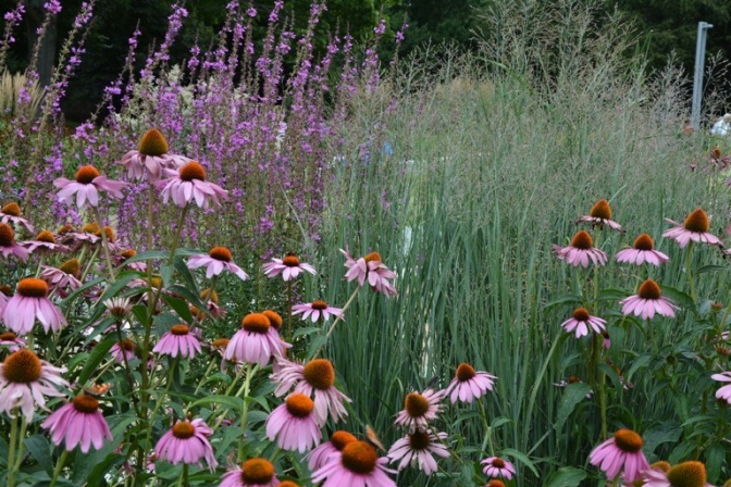 Den smukke purpursolhat er også kendt som echinacea purpurea.