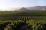 Californien blev for 40 år siden anerkendt som en af verdens førende vinproducenter.
