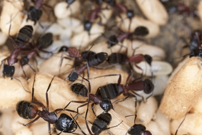 Den sorte havemyrer er almindelig, og mange husejere har svært ved at få den bekæmpet.