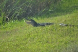 Alligatorer i Floridas flade sumpe