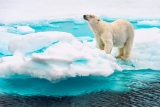 Svalbard er storslået natur og stolte dyr som denne isbjørn.