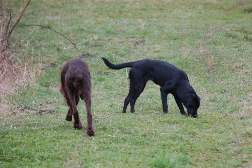 Anskaffelse af hund forpligter | | Kæledyr