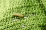 Den lille larve bliver til en voksen klædemøl. Men først spiser den dit tøj og tekstil.