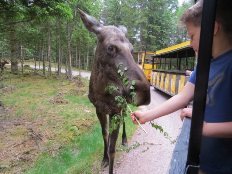 Elgen er skovens konge. I Småland kan man komme helt tæt på.