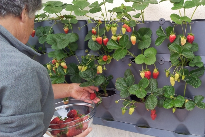 En minihave giver mulighed for at dyrke egne krydderurter, jordbær eller blomster.