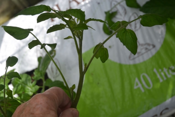 De små sideskud skal nippes væk, så tomatplanten får bedre tomater.