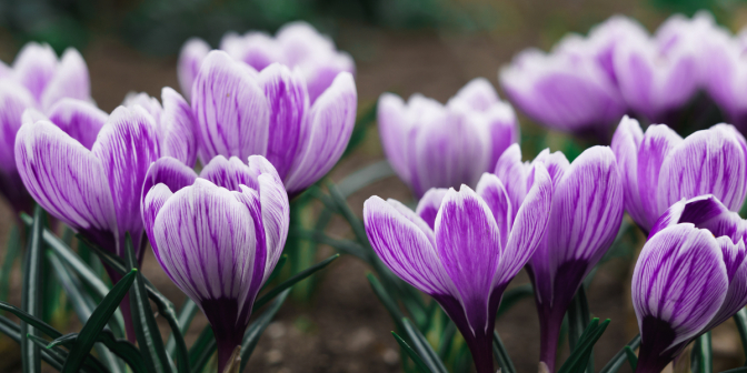 Tag det blomstrende forår med indenfor