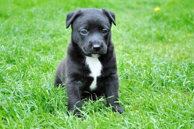 Når den lille hundehvalp skifter moren ud med en ny familie, så kan man lette overgangen med små, enkle midler.