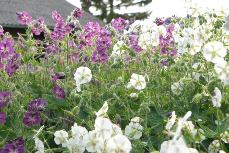 Skvalderkål kan bekæmpes med skønne planter.