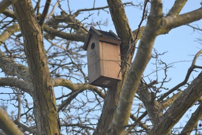 Fuglene vil kvittere med flere unger, når man laver redekasser til dem.