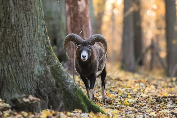 Vildtsafari i Småland – måske i solopgang?