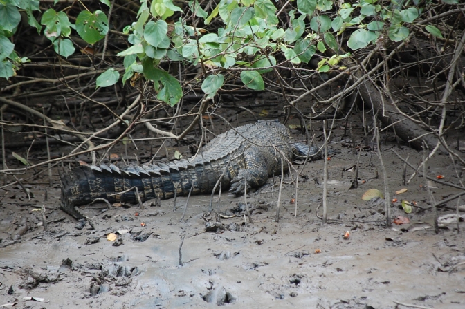 Nærkontakt med krokodiller på Daintree River