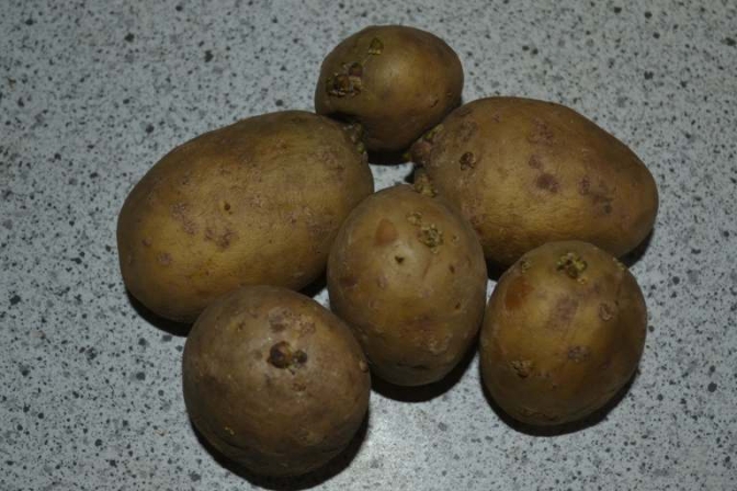 Kartofler bør sættes til spiring nu, hvis man vil have dem før naboen.
