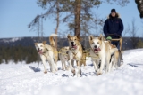 Hundeslædetur i Sverige