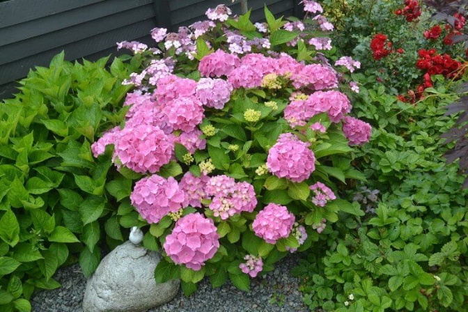 Aages have er lige nu skøn og grøn - men det er ikke kun blomsterne, der trives. Det gør ukrudtet også.