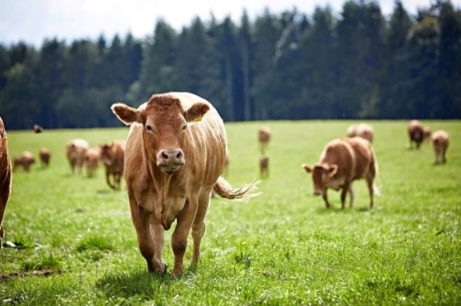Økologiske køer har høj dyrevelfærd. En ny hjemmeside viser vej til gårdbutikker, der sælger øko-kød.