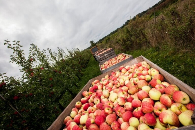 Æbler og anden frugt forurenes af sprøjtegifte i luften.
