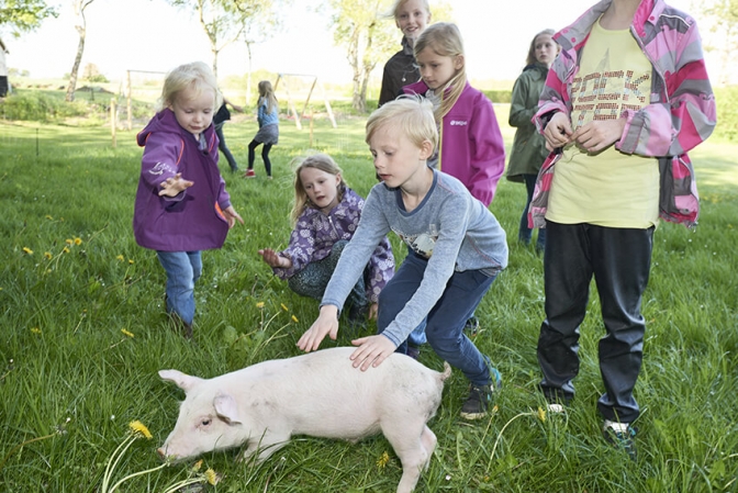 De tre små grise på Elmely Kro ved Holbæk begrænser madspild og bringer glæde hos gæsterne.